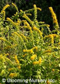 Solidago sphacelata 'Golden Fleece'               